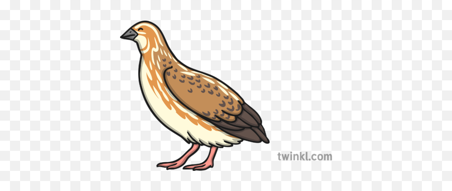 Quail 2 Illustration - Quail Illustration Png,Quail Png