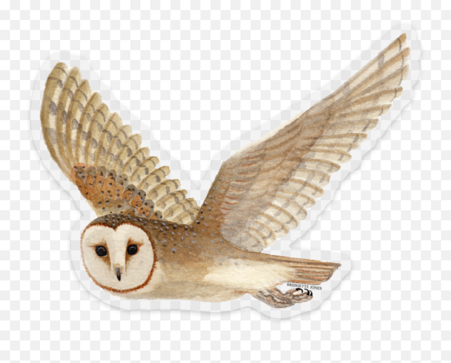 Barn Owl Bumper Sticker Png