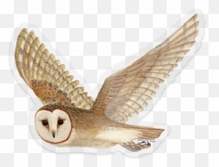 Barn Owl Bumper Sticker Png