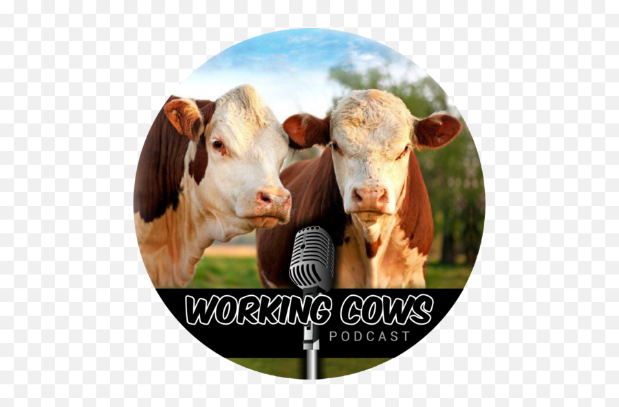 Cropped - Workingcowspodcastlogofinalpng U2013 Working Cows Working Cows Podcast,Cow Head Png