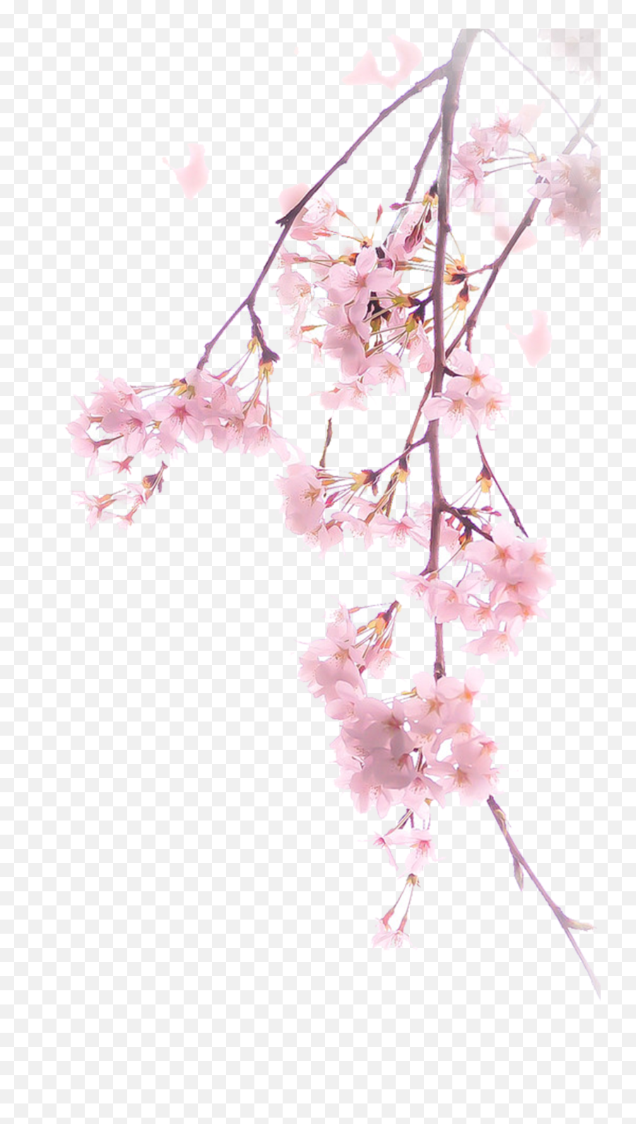 Cherry Blossoms Png V - Cherry Blossom Png,Cherry Blossoms Png