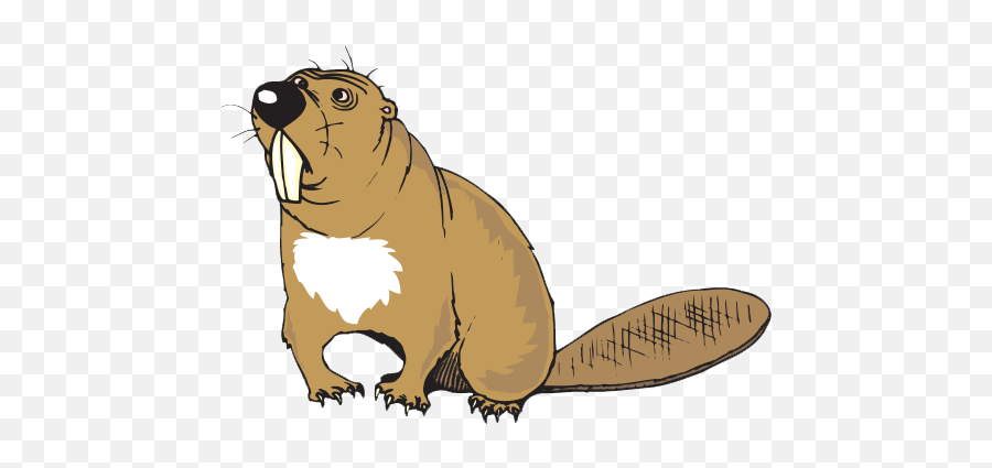 Beaver Png Image Without Background - Beaver Transparent Background,Beaver Png