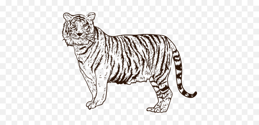 Jungle Tiger Hand Drawn Illustration - Transparent Png U0026 Svg Siberian Tiger,Jungle Png