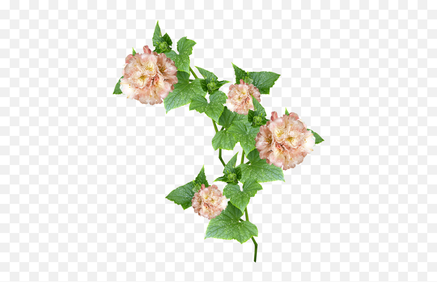 Hollyhocks Png Rose Vine