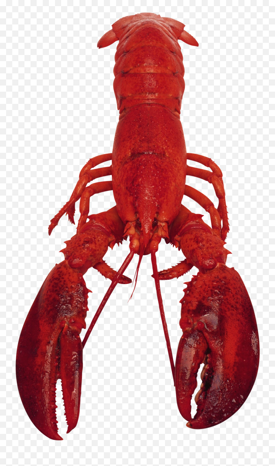 Fullscreen Page - Png,Lobster Png
