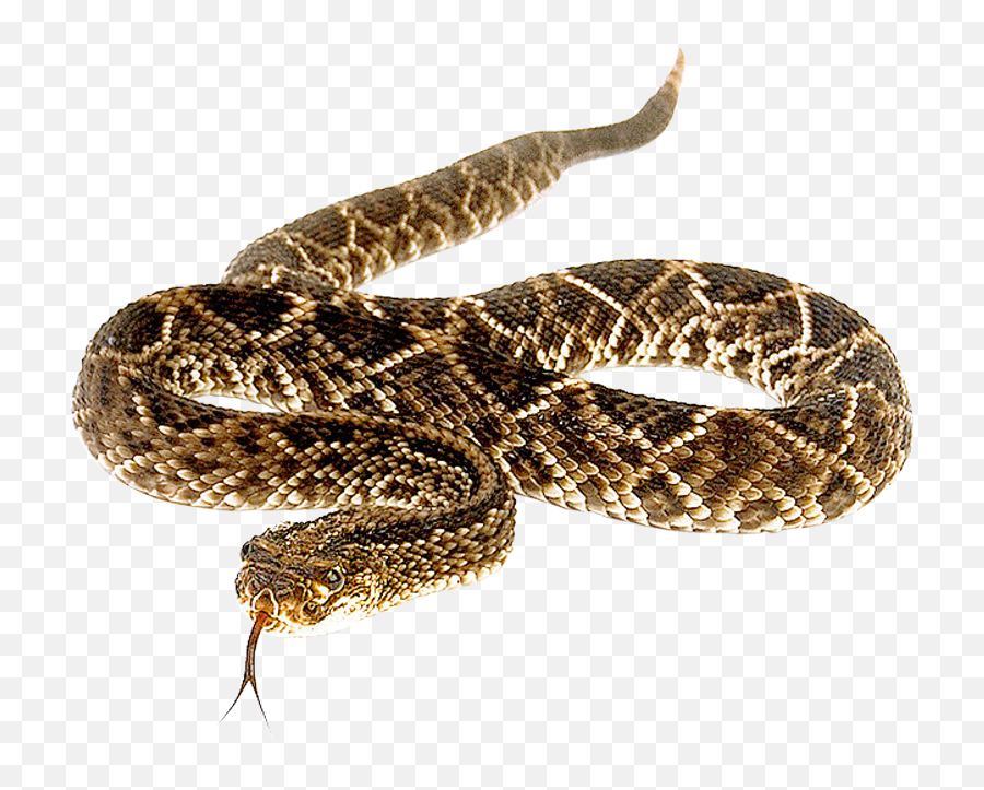 Snake Png Transparent Image - Diamondback Rattlesnake Transparent Background,Snake Png Transparent