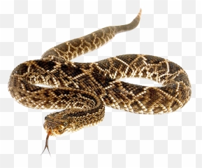 Snake Png Transparent Image - Diamondback Rattlesnake Transparent Background,Snake Png Transparent