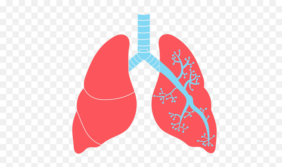Lungs Png Transparent Images - Lungs Png,Lung Png