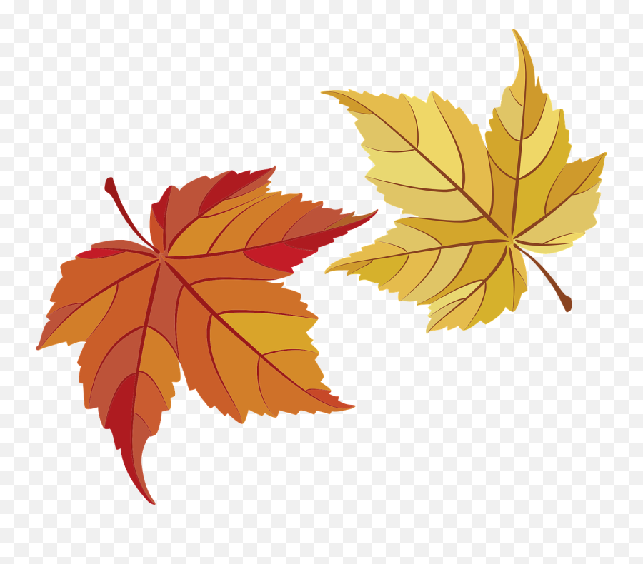 Maple Leaves Fall - Hojas De Thanksgiving Png,Maple Png