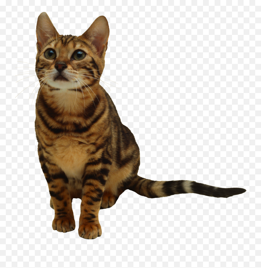 Tabby Cat Clipart Transparent - Cat Transparent Background Png,Cat Clipart Transparent
