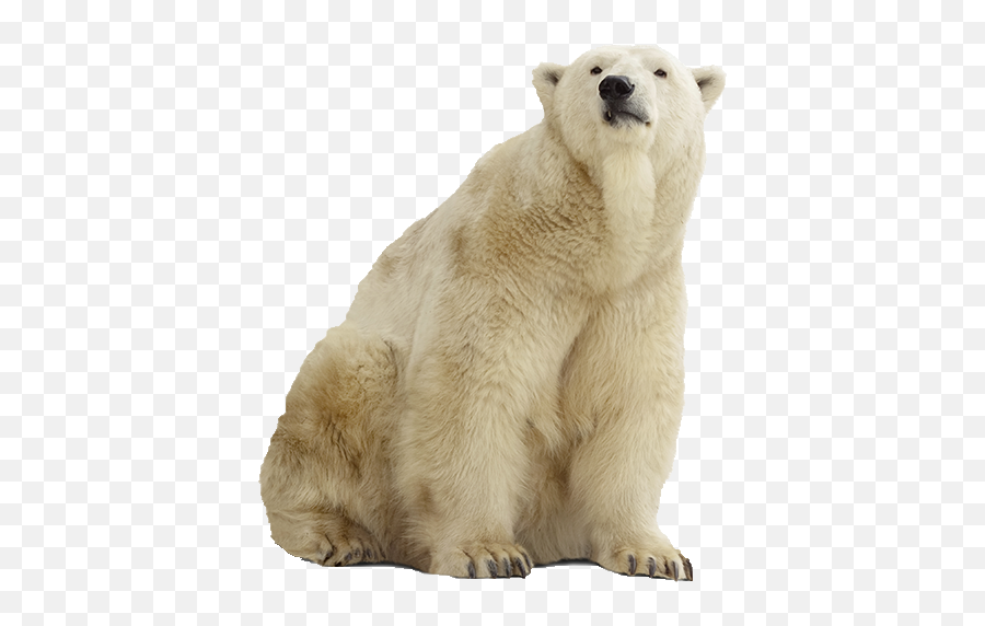 Polar Bear Png Background