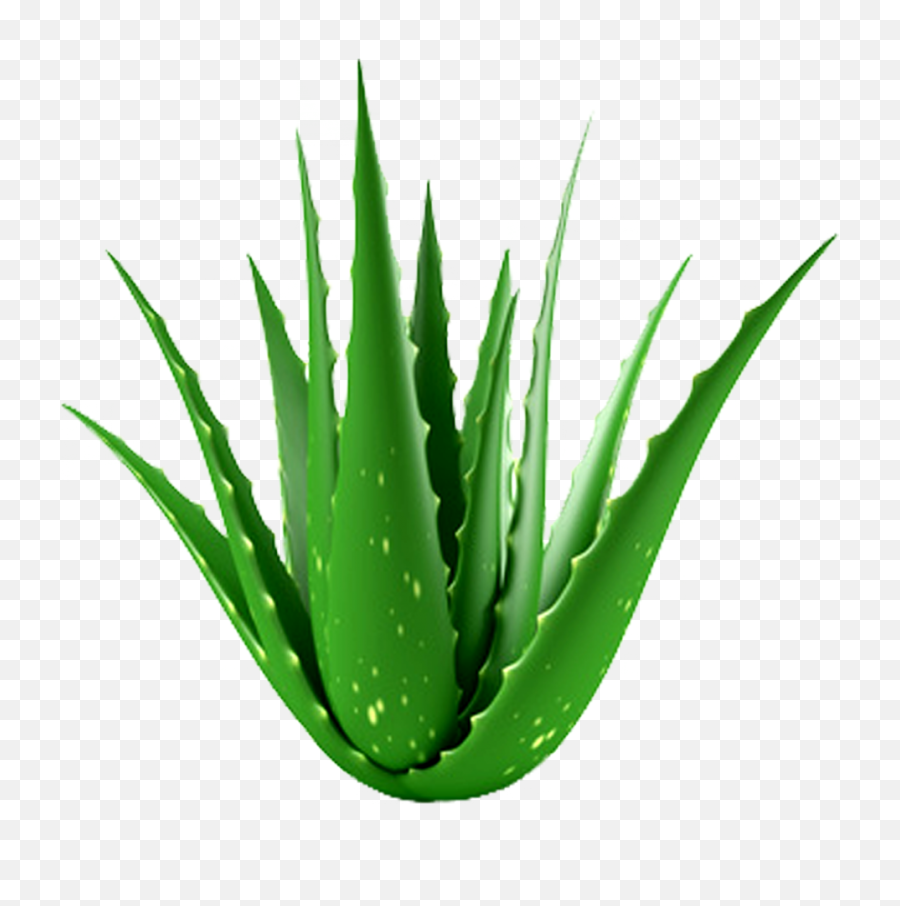 Aloe Plant Hypehair - Aloe Vera Plant Png,Aloe Vera Plant Png