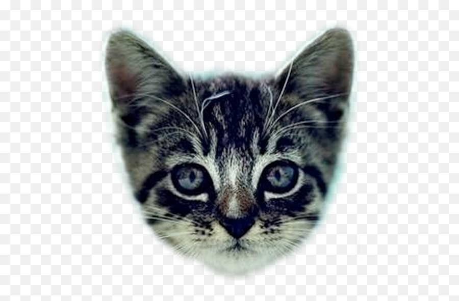 900 Kitten Ideas In 2021 Kittens Cutest Cute Cats - Cat Png,Platinum Cats Vs Dogs Icon