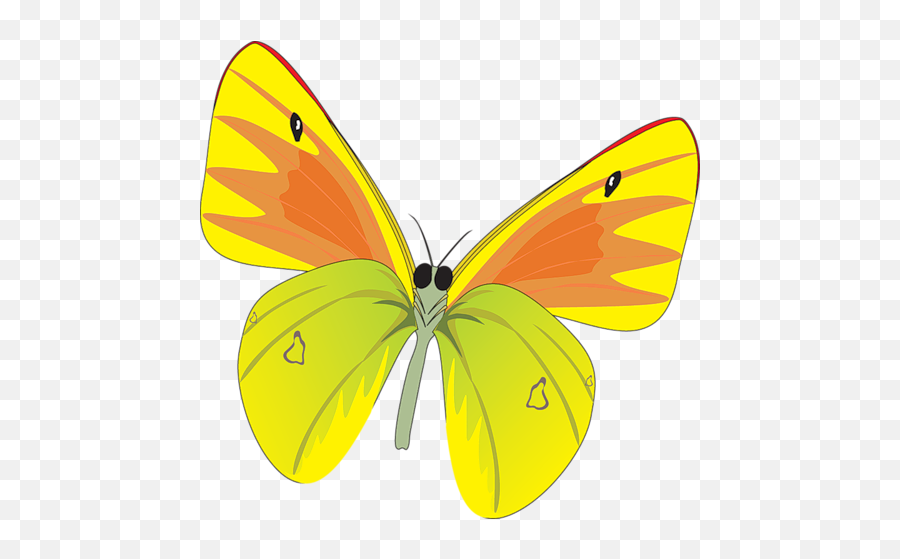 Yellow Butterfly - Butterflies Png Image 201 Pngmix Portable Network Graphics,Butterfly Transparent