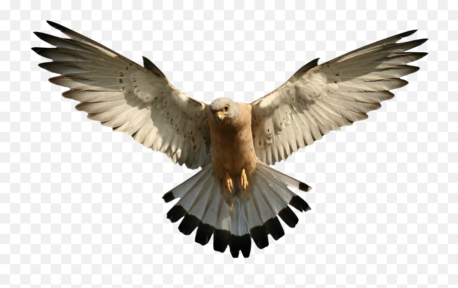 Eagle Png Image Free Picture Download - Eagle Png,Bard Png