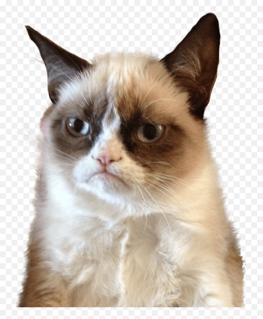 Grumpy Cat Upset Transparent Png - Grumpy Cat Png,Sad Cat Png