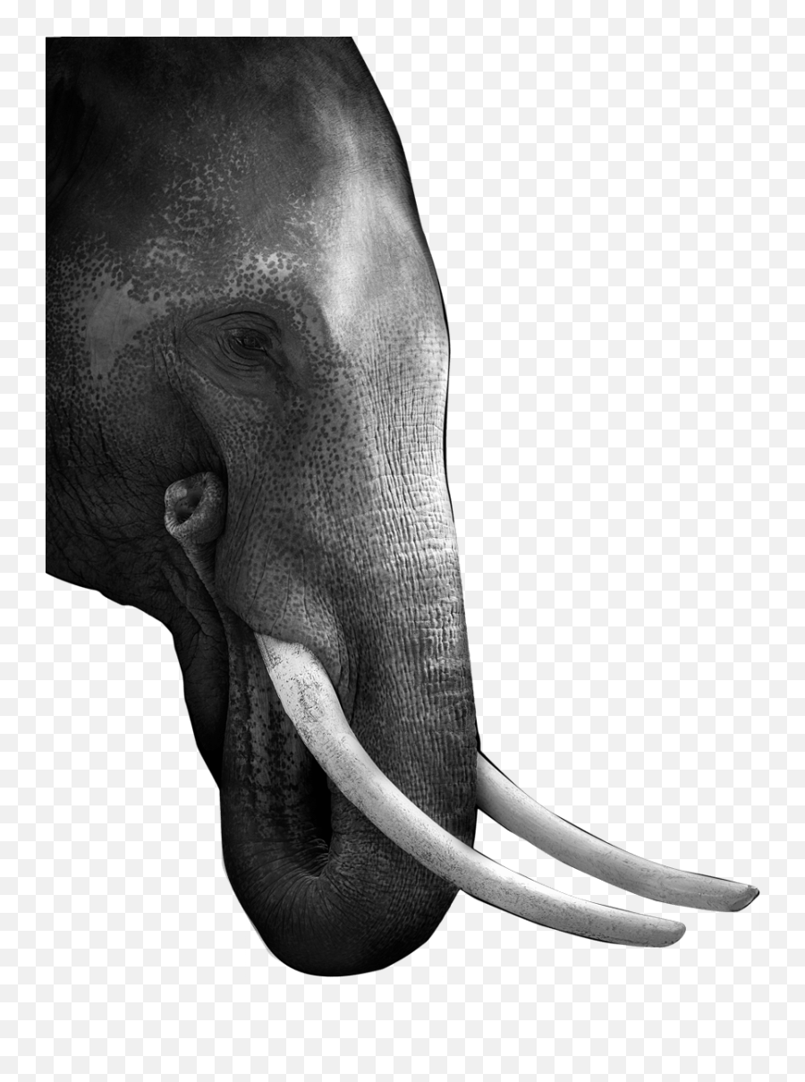 Tusks Media London Digital Agency About - Elephant Hyde Png,Elephant Tusk Icon