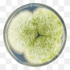 Fileaspergillus Parasiticus Cyapng - Wikimedia Commons Aspergillus Parasiticus,Algae Png