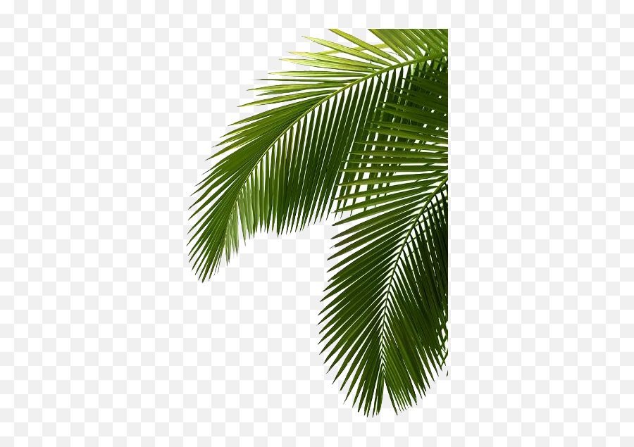 Palm Tree Png Image Free Download Photo - Green Palm Tree Palmtree Leaves,Free Tree Png