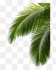 Palm Tree Png Image Free Download Photo - Green Palm Tree Palmtree Leaves,Free Tree Png