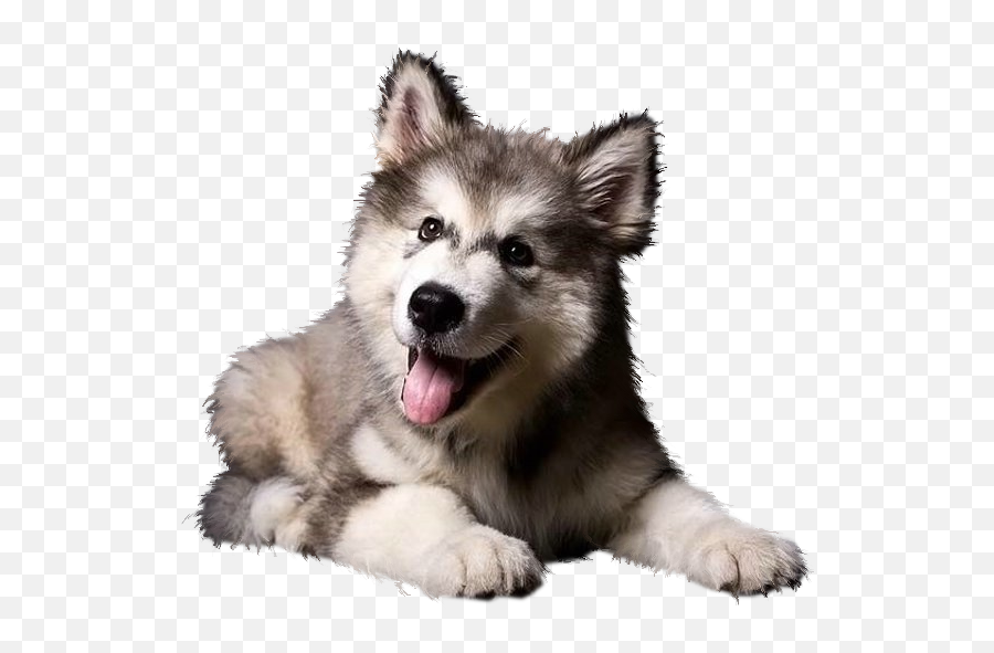 Rough Collie Cat Pet Fence Veterinarian - Cute Siberian Husky Puppy Png,Transparent Puppy