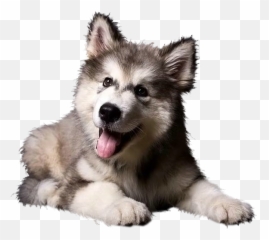 Rough Collie Cat Pet Fence Veterinarian - Cute Siberian Husky Puppy Png,Transparent Puppy