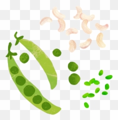 Pea Clipart Edamame - Snow Peas Transparent Cartoon Jingfm Snow Peas Png,Peas Png
