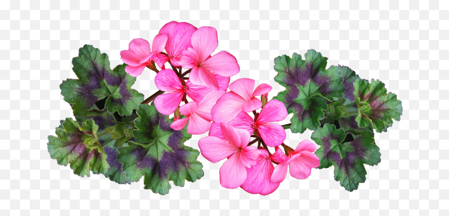 Geraniums How To Plant Grow And Care For The - Geranium Flower Png,Dead Flowers Png