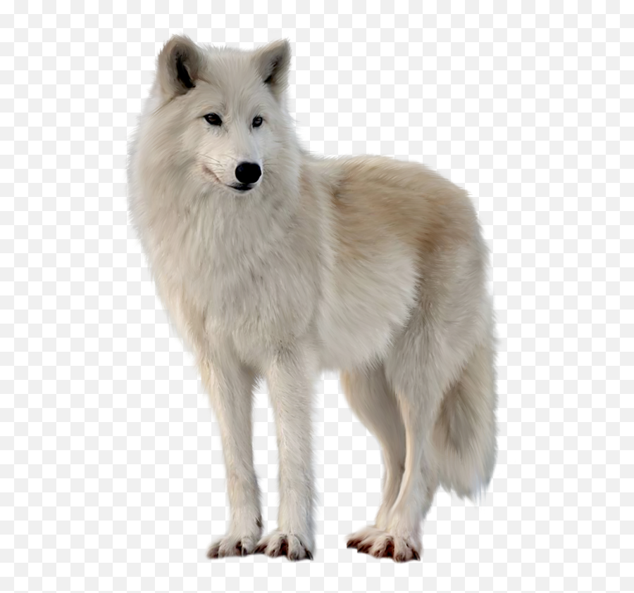 Pictures Of Wolves In The Wild - White Wolf Png,Wolf Transparent