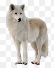 Wolf PNG Image - PurePNG  Free transparent CC0 PNG Image Library