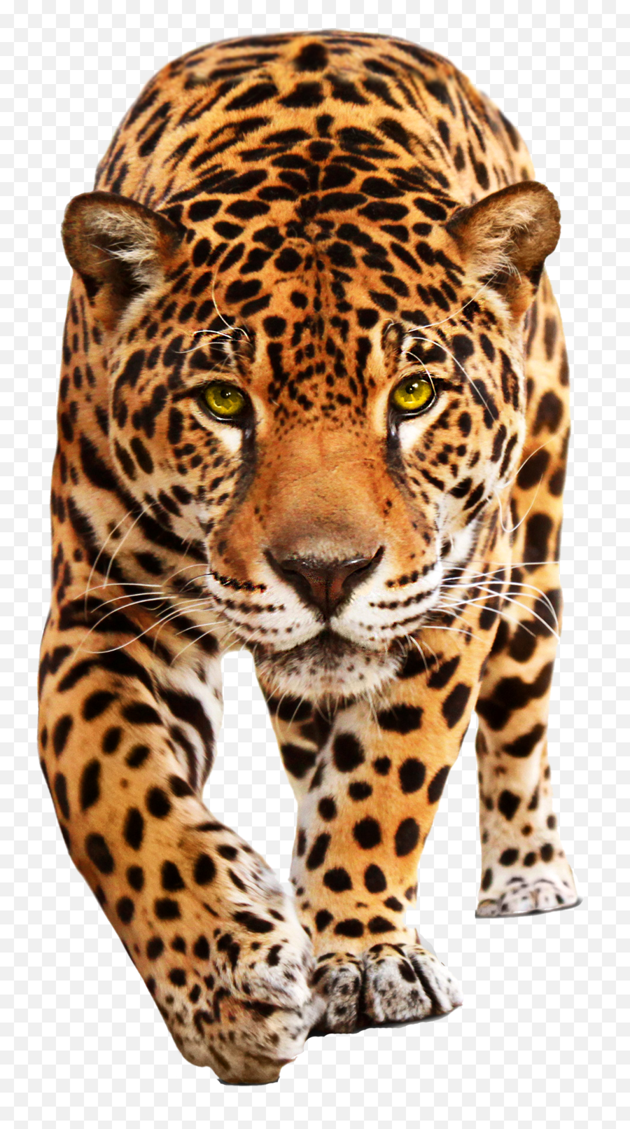 Walking Leopard Png Clipart All - Leopard Png,Whiskers Png