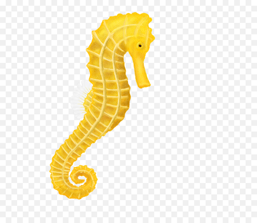 Fish Clipart Clear Background - Sea Horse Transparent Background Png,Fish Clipart Transparent Background