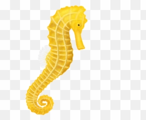 Fish Clipart Clear Background - Sea Horse Transparent Background png