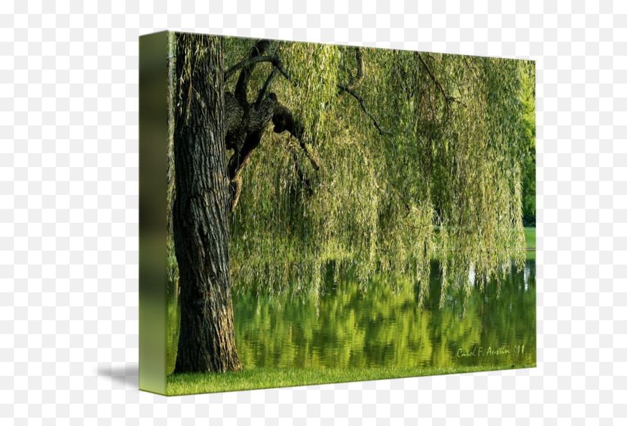 Pond Meditation Wall Art - Pond Weeping Willow Png,Weeping Willow Png