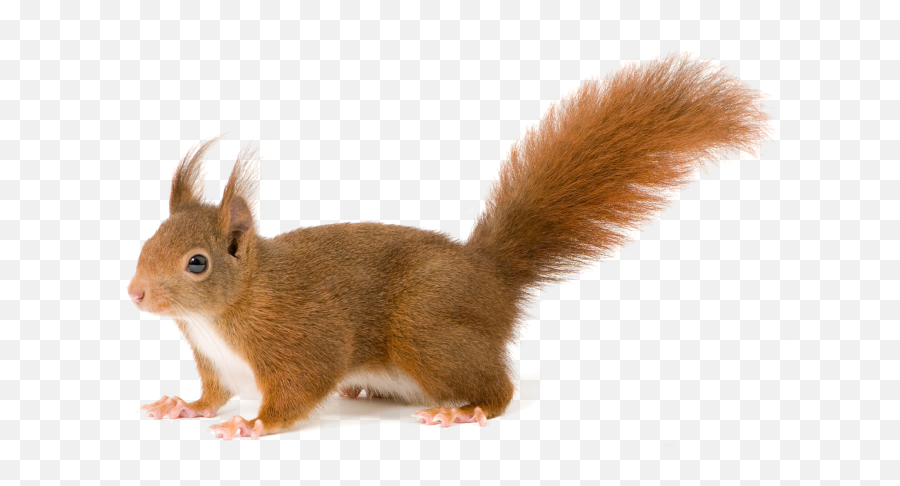 Squirrel - Squirrel With Clear Background Png,Squirrel Transparent Background