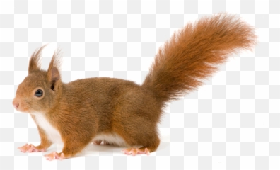 Squirrel - Squirrel With Clear Background Png,Squirrel Transparent Background