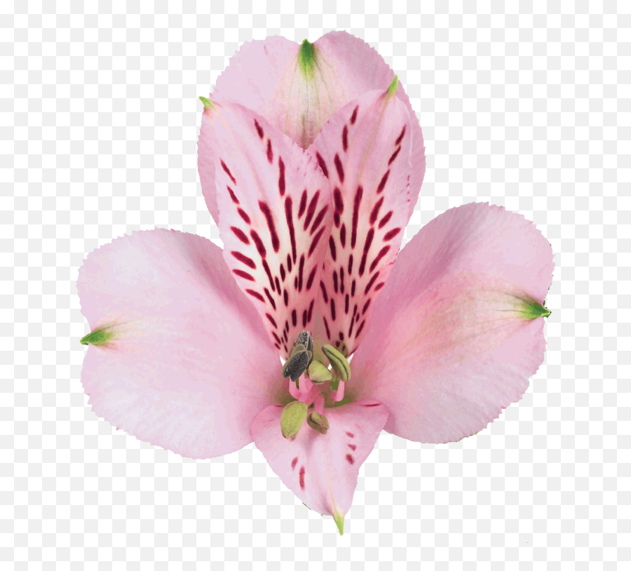 Pink Floyd - Alstroemeria Peruvian Lily Png,Pink Floyd Png
