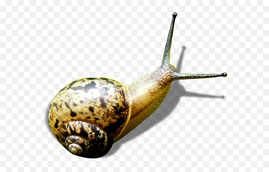 Snail Green - Gastropods Png,Snail Png