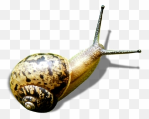 Snail Green - Gastropods Png,Snail Png