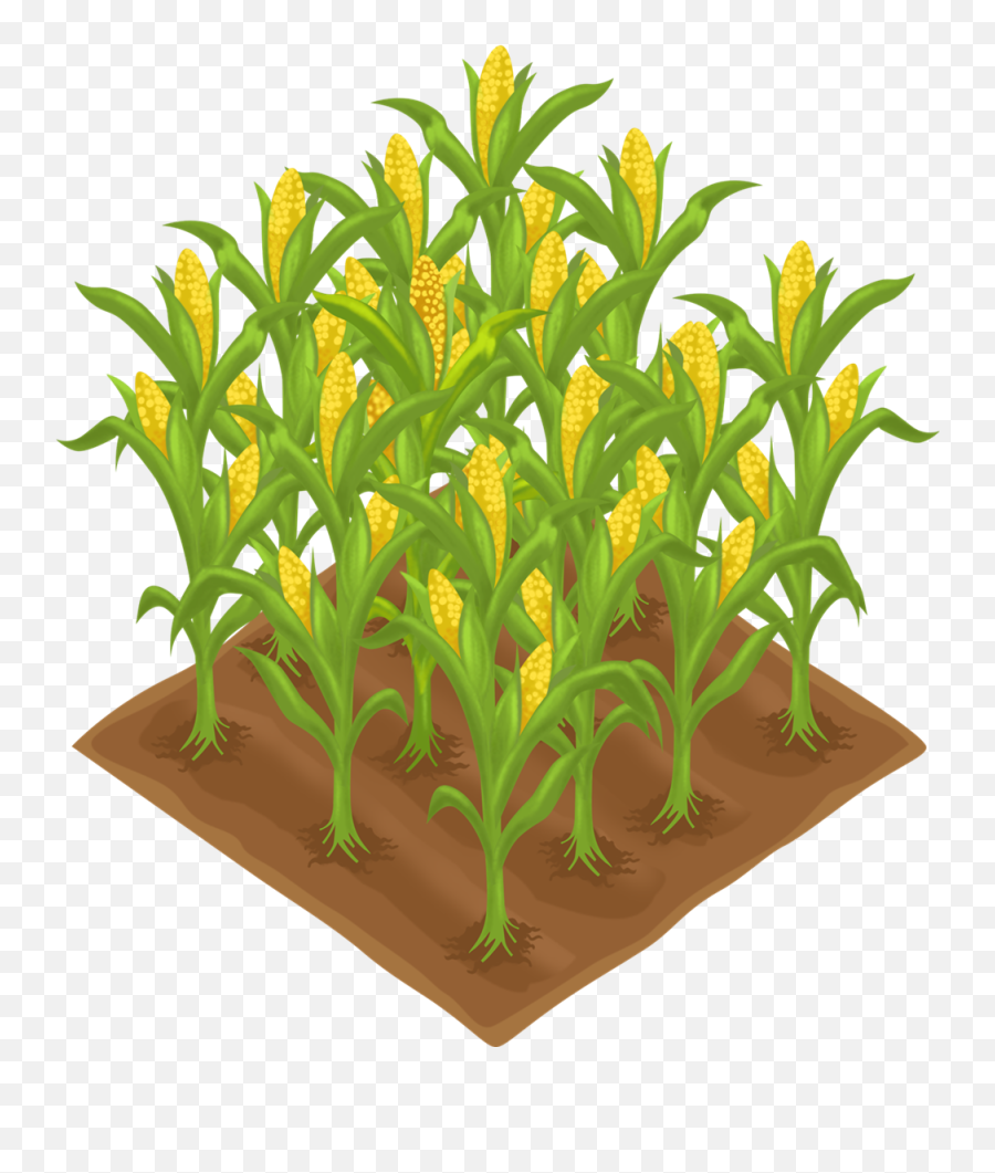 Free Agriculture Field Clipart Pack - Corn Plant Clipart Png,Corn Field Png