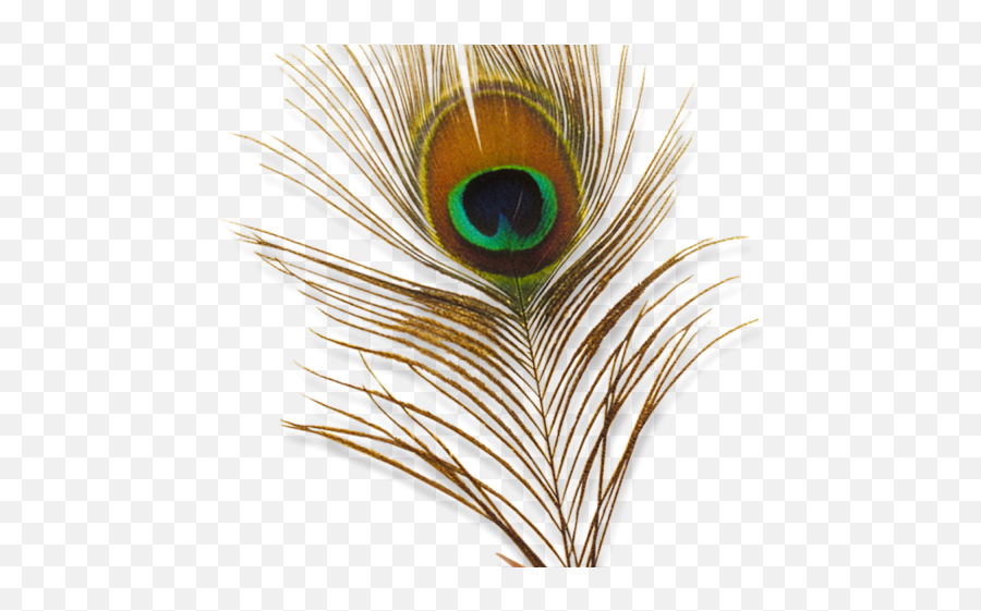 Png Transparent Images - Background Krishna Png,Peacock Feathers Png