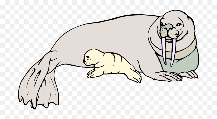 Free Walrus Clipart - Wikiclipart Walrus And Baby Walrus Clipart Png,Walrus Png