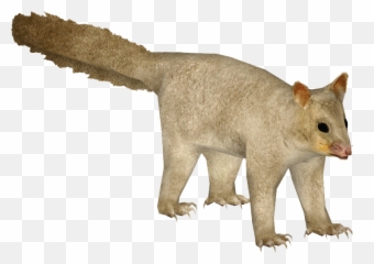 Download Common Brushtail Possum 3 - Possum Transparent Png,Possum Png