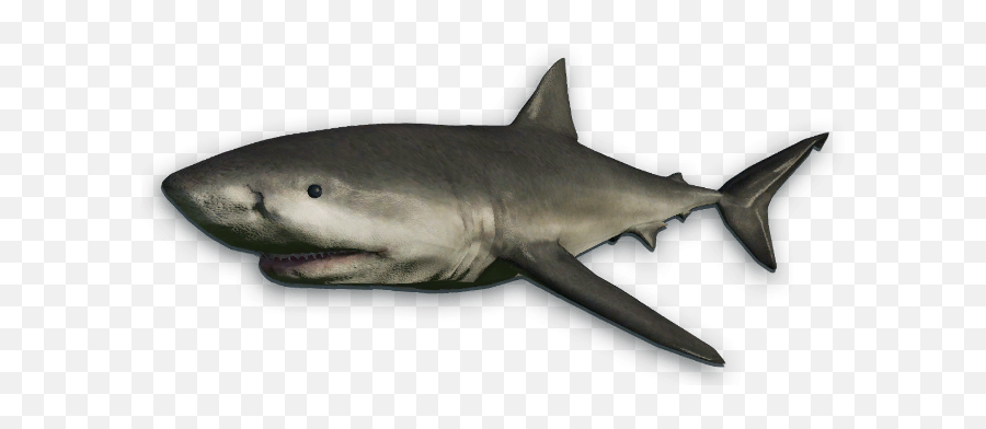 Great White Shark - Far Cry 3 Bull Shark Png,Great White Shark Png