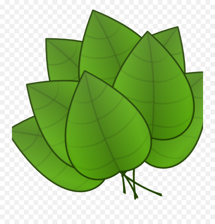 Library Of Rainforest Leaves Image Free Download Png Files - Parts Of Plants Leaves,Jungle Png