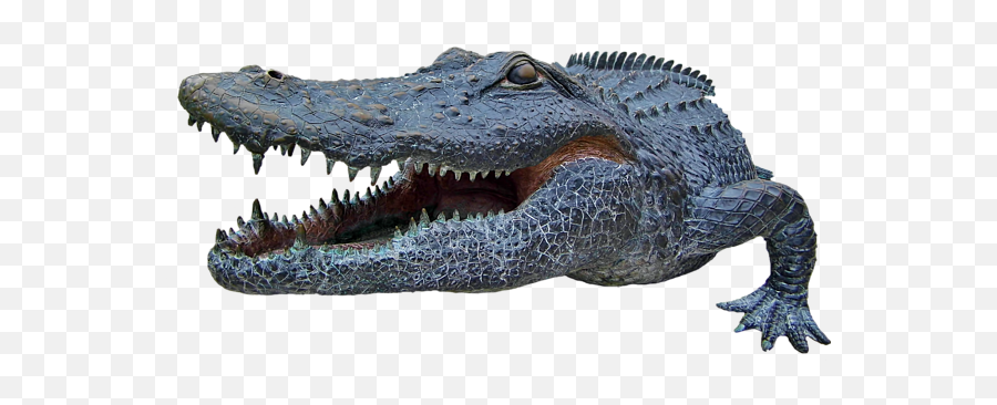 1998 Bull Gator Up Close Transparent For Customization T - Shirt American Crocodile Png,Alligator Transparent