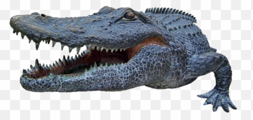 1998 Bull Gator Up Close Transparent For Customization T - Shirt American Crocodile Png,Alligator Transparent
