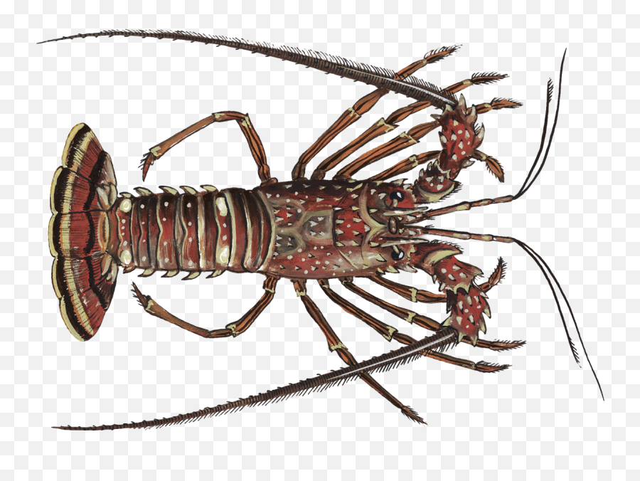Download Lobster - Spiny Lobster Png,Lobster Png