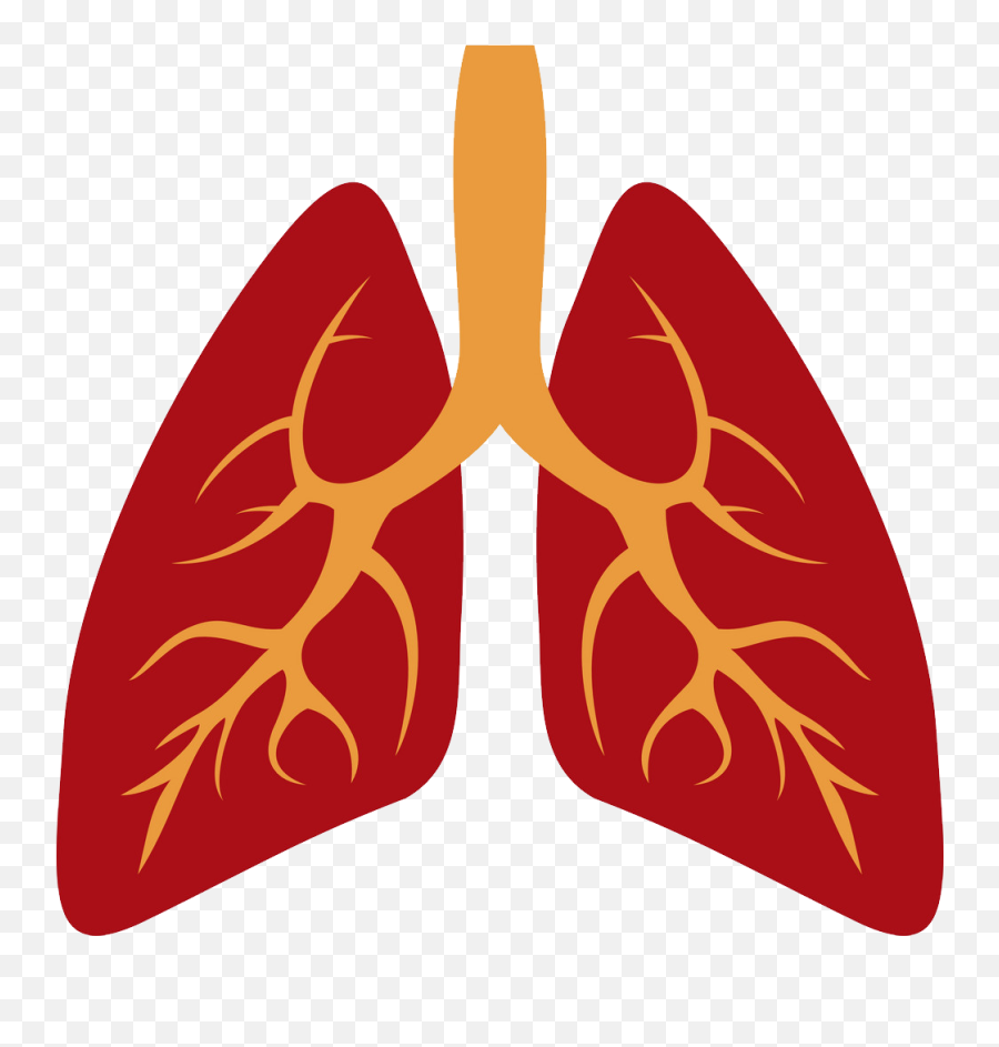 Lungs Png - Human Lung Lung Icon,Lung Png