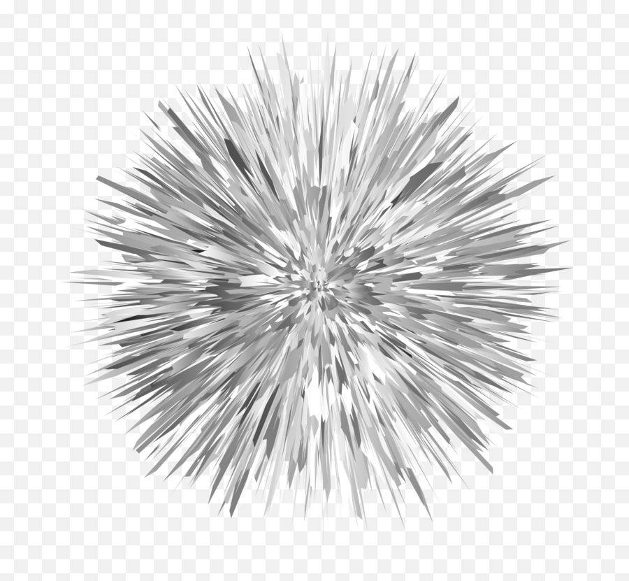 Pine Family Symmetry Monochrome - Erizo De Mar Para Colorear Png,Sea Urchin Png